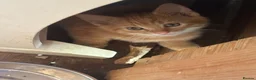 Mixed Breed cats for sale: 4 beautiful kittens 8 weeks old today! - Advert 8