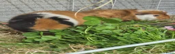 Guinea Pig rodents for sale: Bonded boars - Advert 6