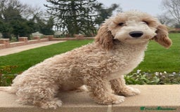Cockapoo dogs for sale: Cockapoo puppies  - Image 8