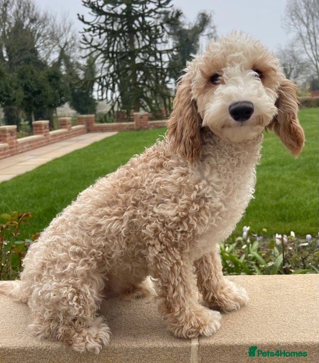 Cockapoo dogs for sale: Cockapoo puppies  - Image 8