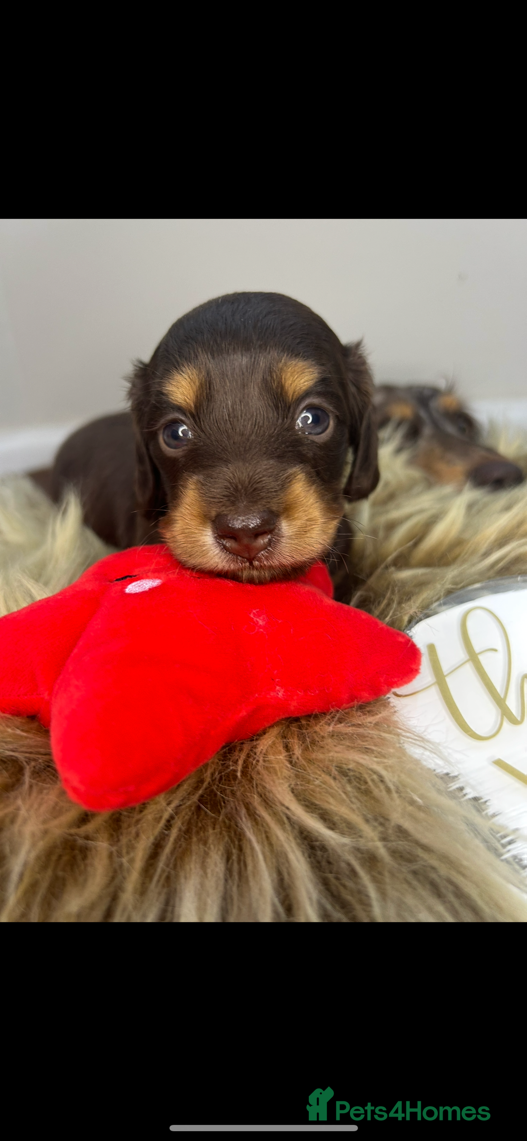 Miniature Dachshund dogs for sale: 🤍🐾🐻 READY TO GO 1ST SEPTEMBER 🐻🐾🤍 - Image 5