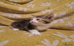 Mixed Breed cats for sale: 5 stunning kittens - Image 4