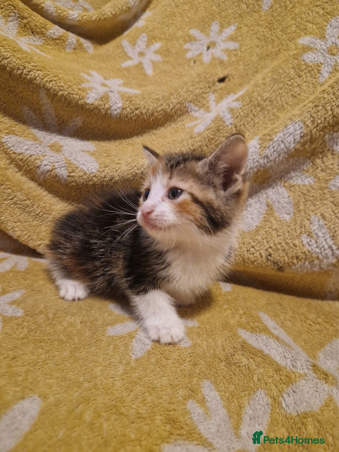 Mixed Breed cats for sale: 5 stunning kittens - Image 4