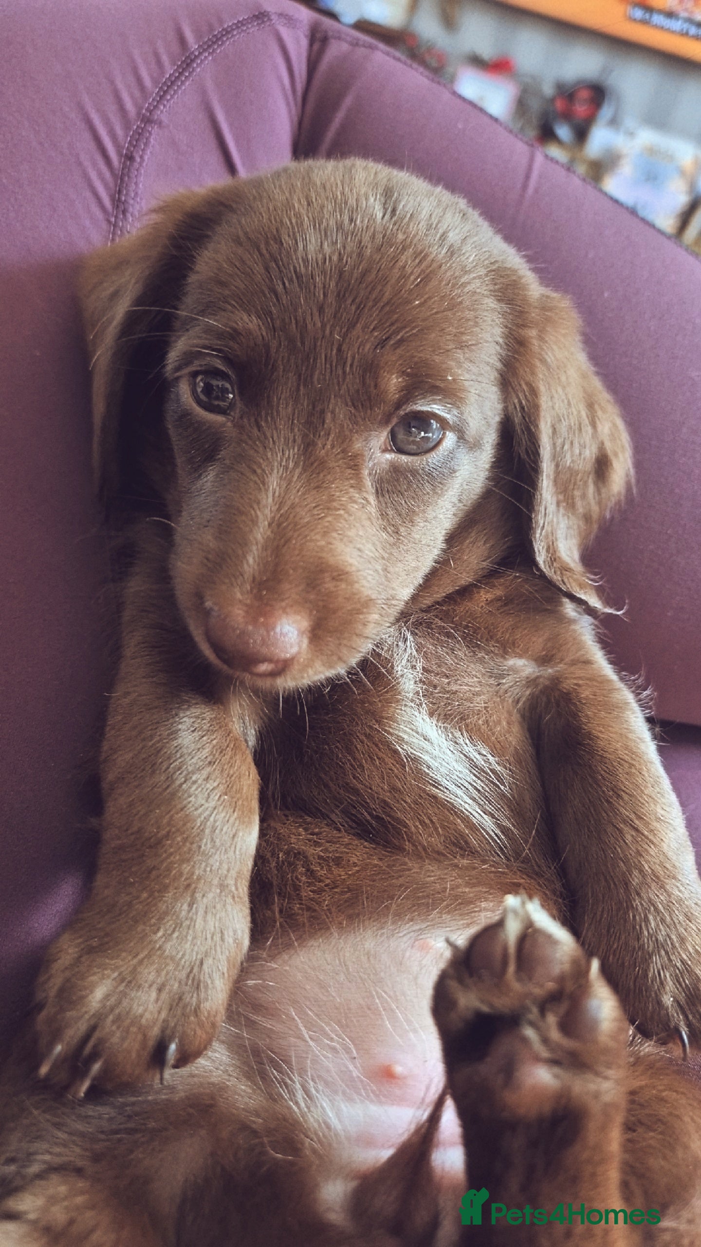 Miniature Dachshund dogs Bunny miniature dachshund  - Advert 13