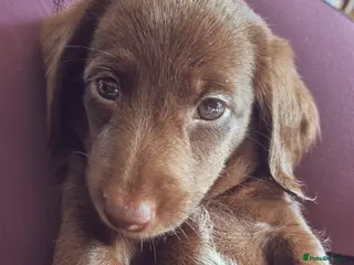 Miniature Dachshund dogs Bunny miniature dachshund - Advert 13