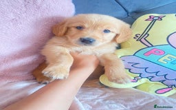 Golden Retriever dogs for sale: Beautiful KC golden pups ready to leave 🥰🥰🏡 - Image 9