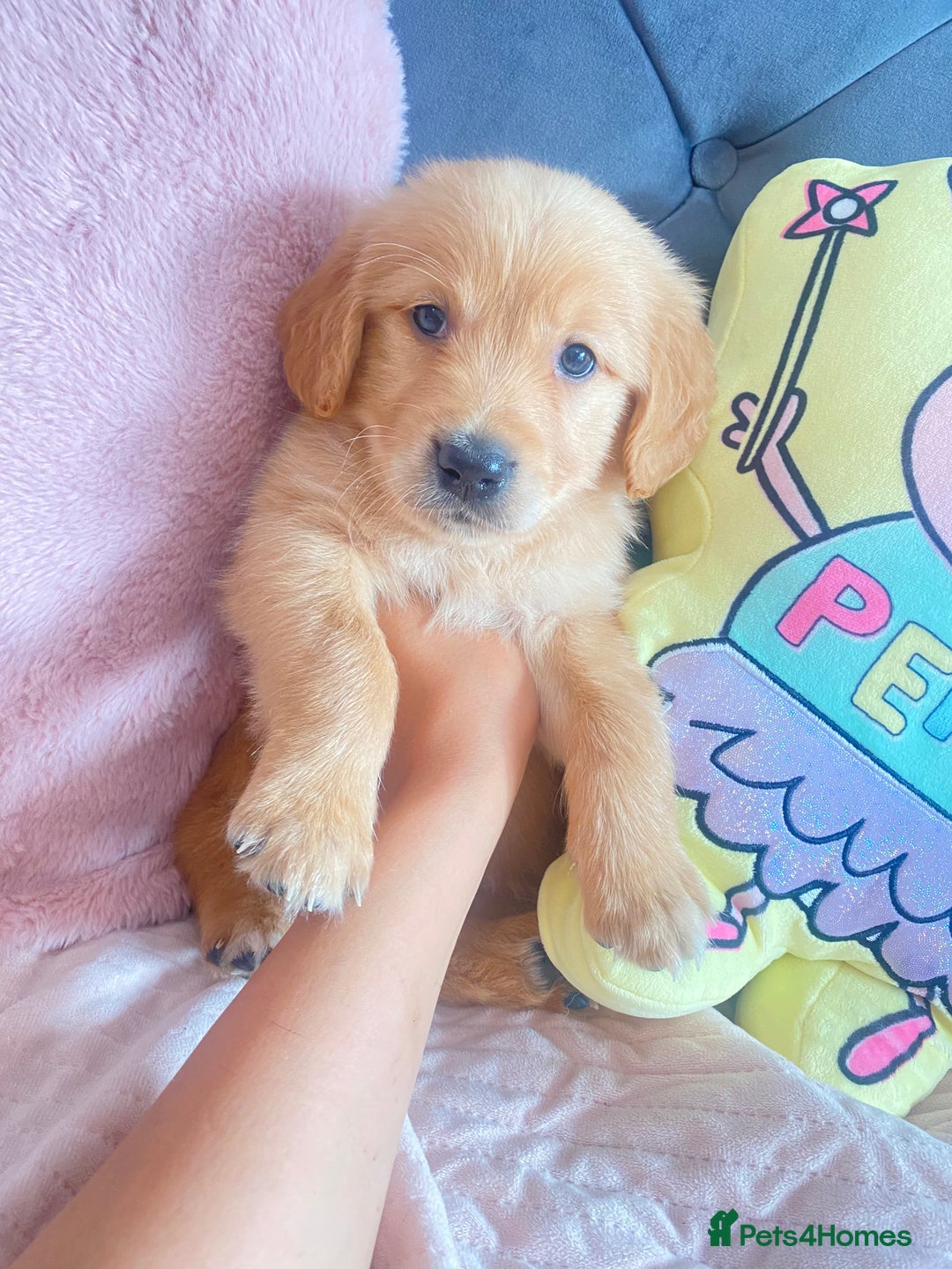 Golden Retriever dogs for sale: Beautiful KC golden pups ready to leave 🥰🥰🏡 - Image 9