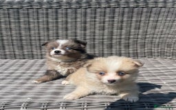 Pomsky dogs for sale: Ready - Blue eyed pomsky’s  - Image 13