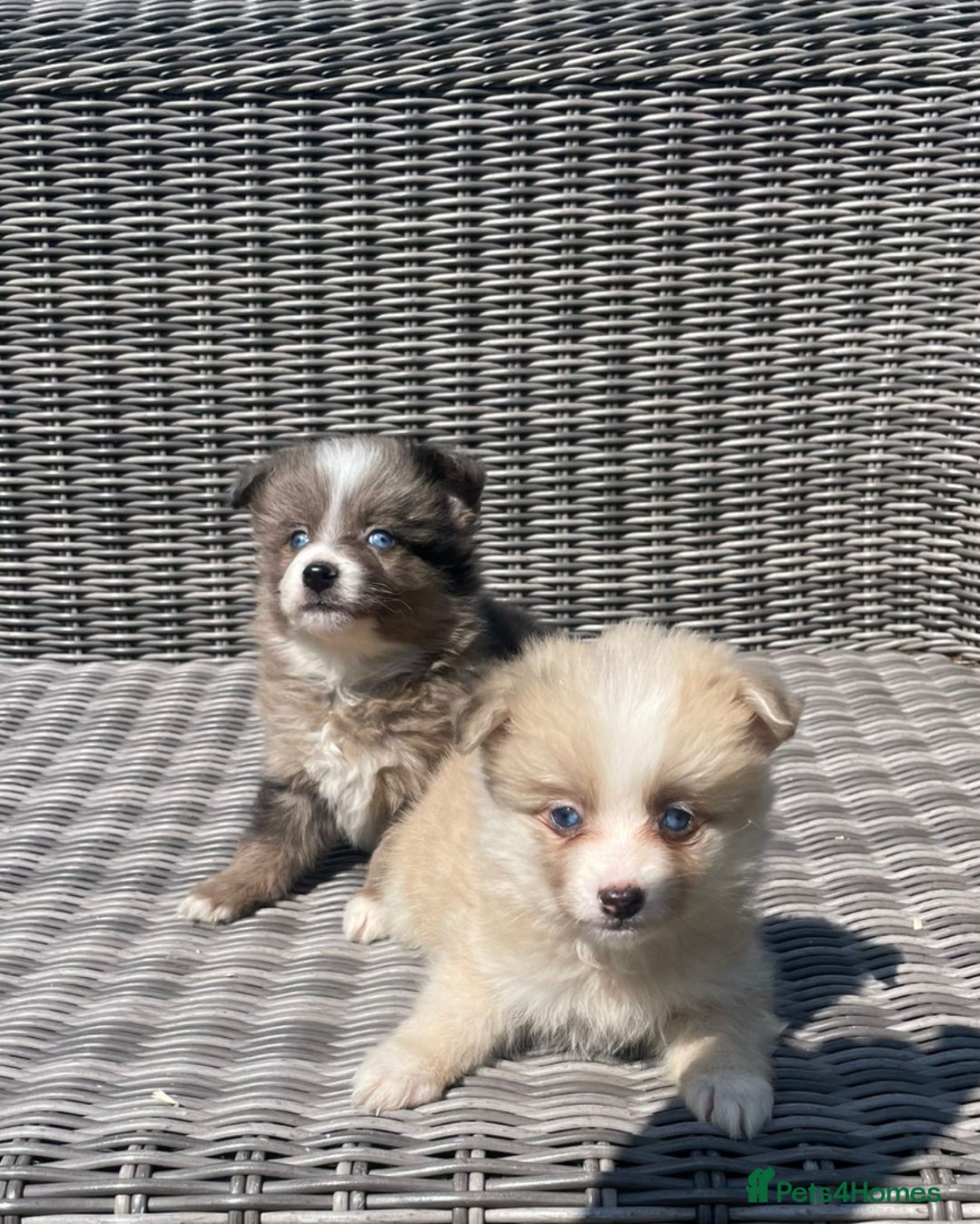 Pomsky dogs for sale: Ready - Blue eyed pomsky’s  - Image 13
