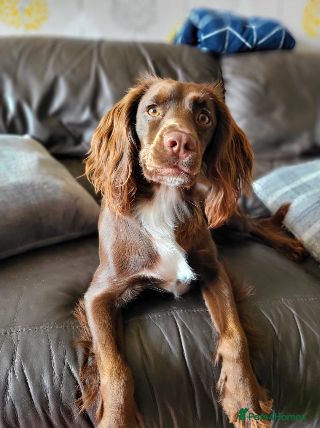 Pip