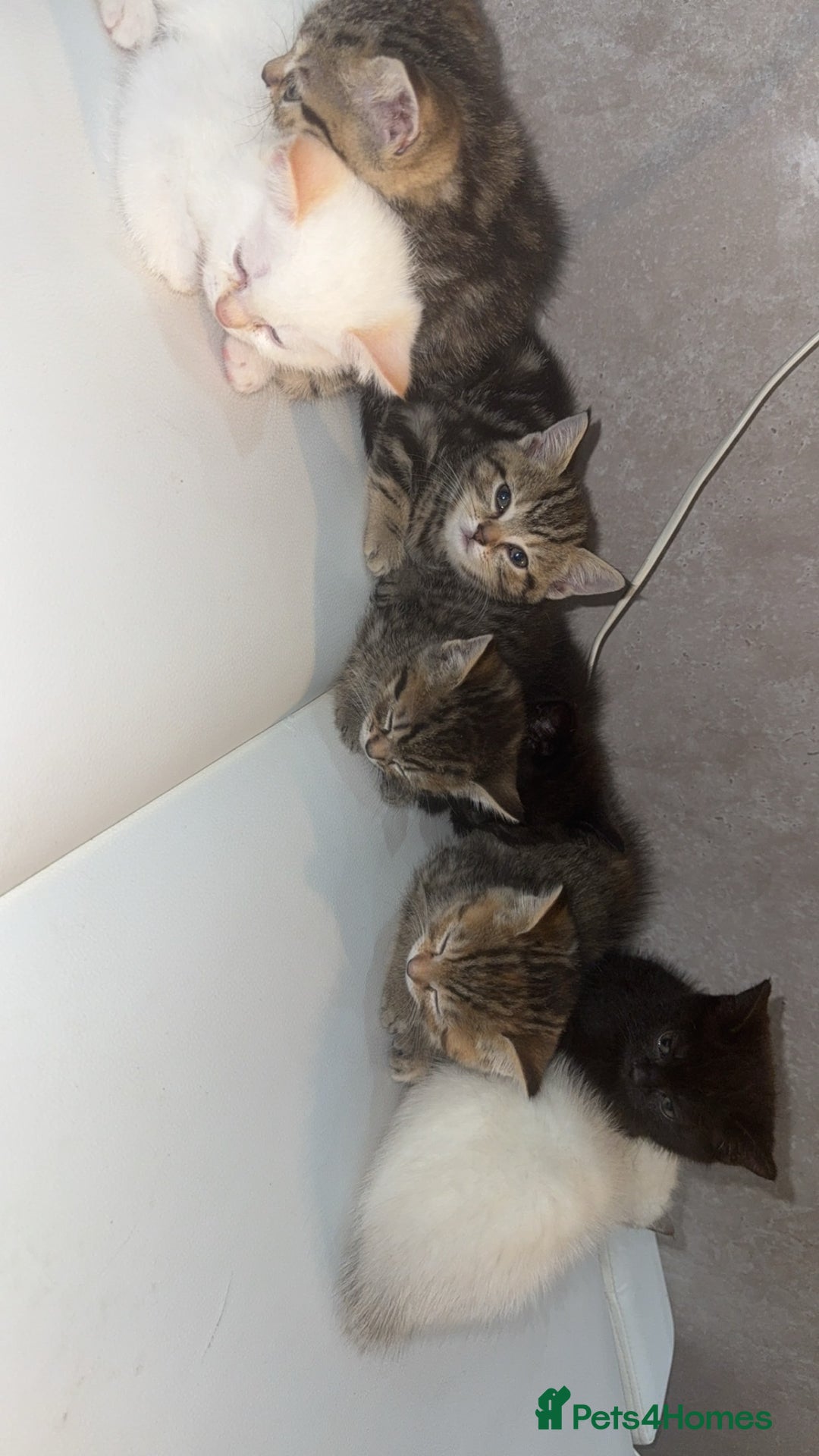 Scottish Fold cats for sale: British Shorthairs For Sale - Image 2