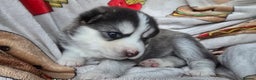 Pomsky dogs for sale: Pomsky Puppies for Sale - Advert 30
