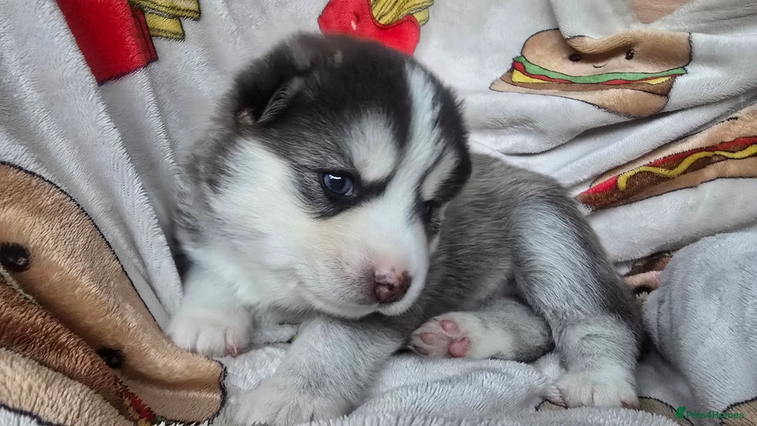 Pomsky dogs for sale: Pomsky Puppies for Sale - Advert 30
