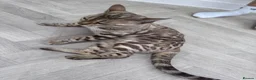 Bengal cats for sale: TICA Reg Seal Mink Female. Available on Active Reg - Advert 11