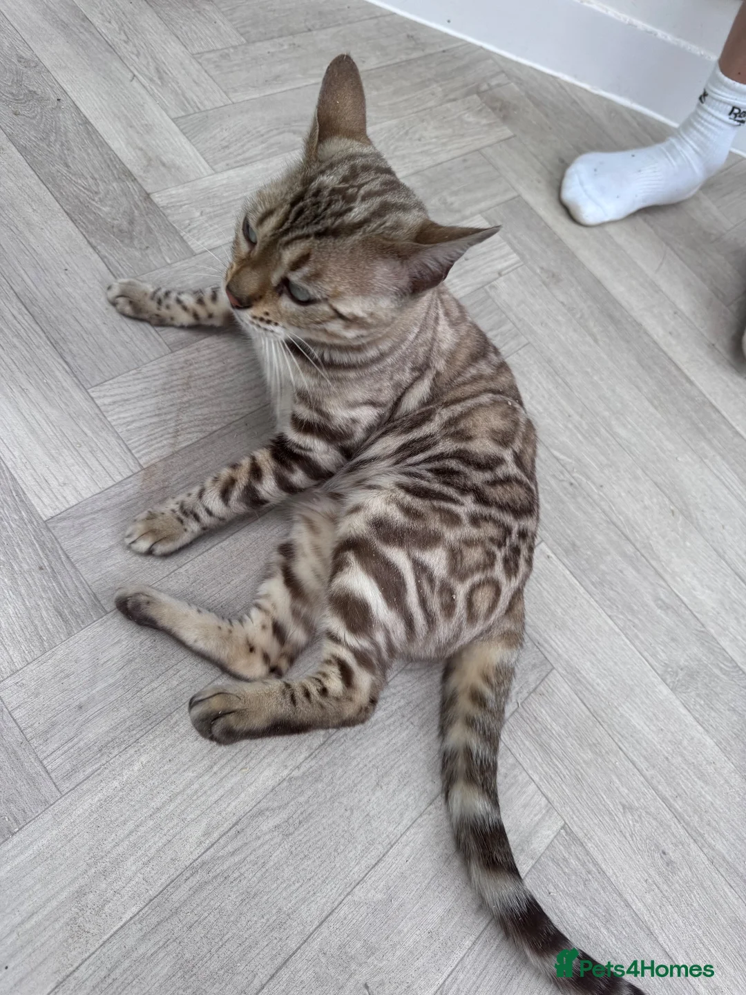 Bengal cats for sale: TICA Reg Seal Mink Female. Available on Active Reg - Advert 11
