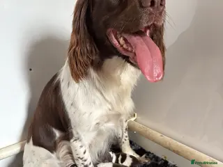 English Springer Spaniel dogs Last little man left! - Advert 14