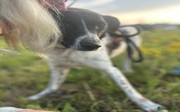 Mixed Breed dogs for adoption: Herby - Norwich Norfolk  - Image 14