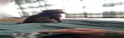 Lurcher dogs for sale: Beautiful boy  - Advert 3