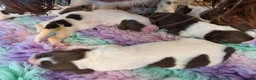 English Springer Spaniel dogs for sale: ⭐️ KC Home Reared Tested Springer Pups ⭐️ - Advert 15