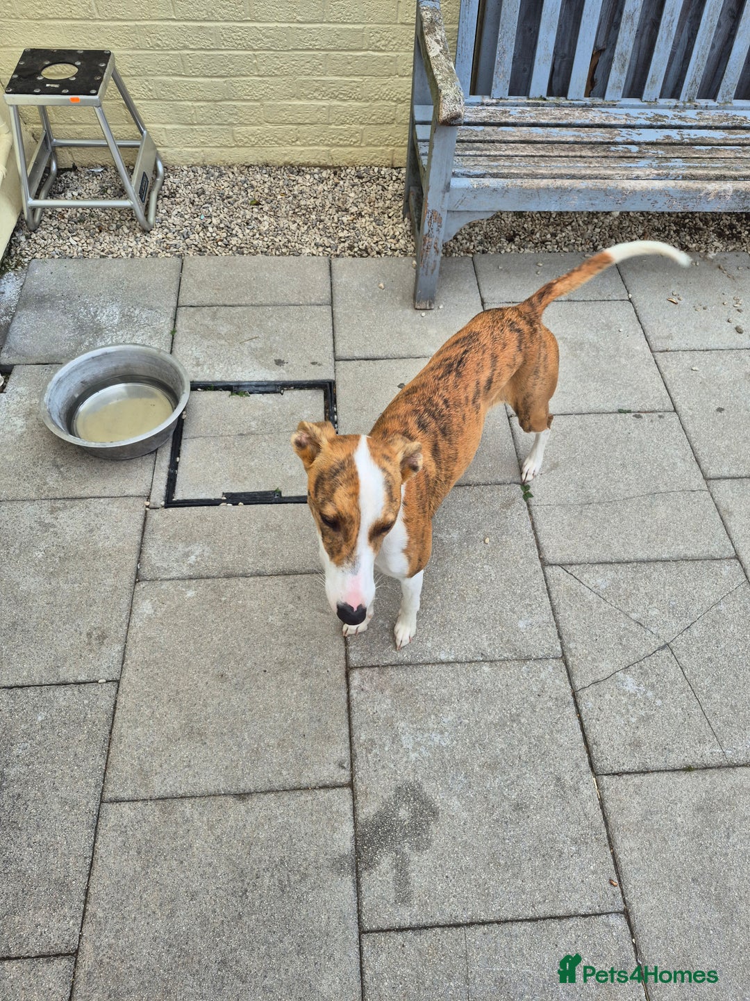 Greyhound dogs for sale: 2 Female Greyhounds - Image 7