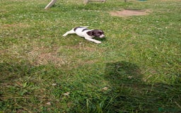 English Springer Spaniel dogs for sale: 8week old springer spaniels - Image 5