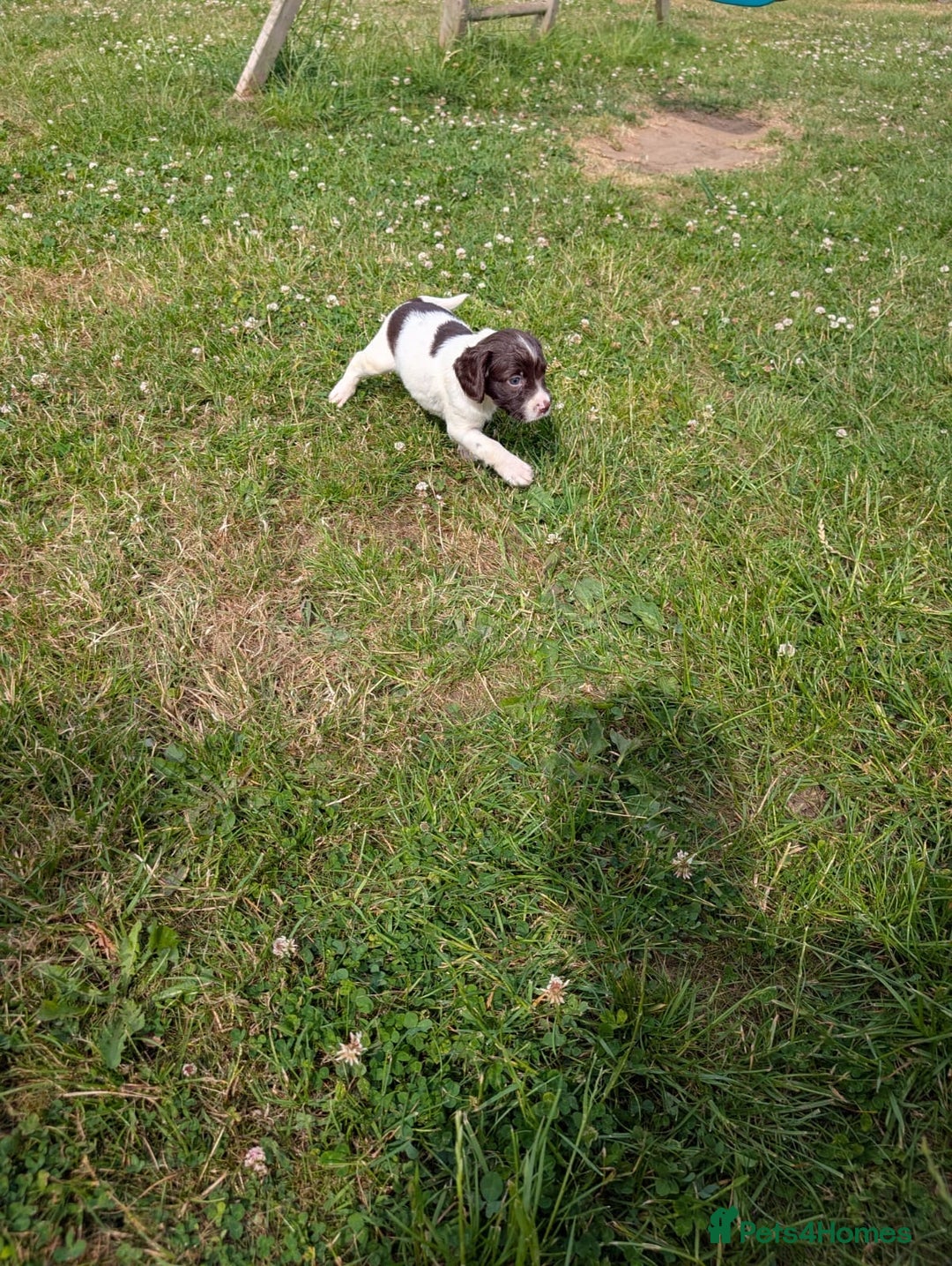 English Springer Spaniel dogs for sale: 8week old springer spaniels - Image 5