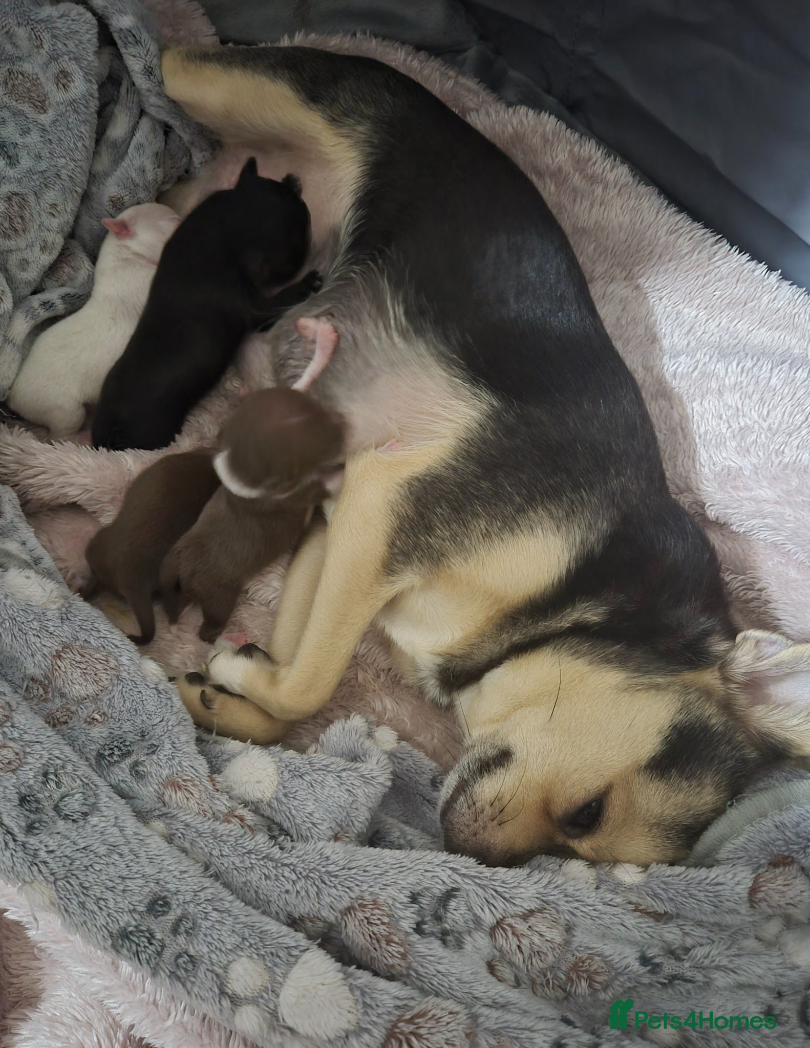 Chihuahua dogs Chihuahua puppys - Advert 8