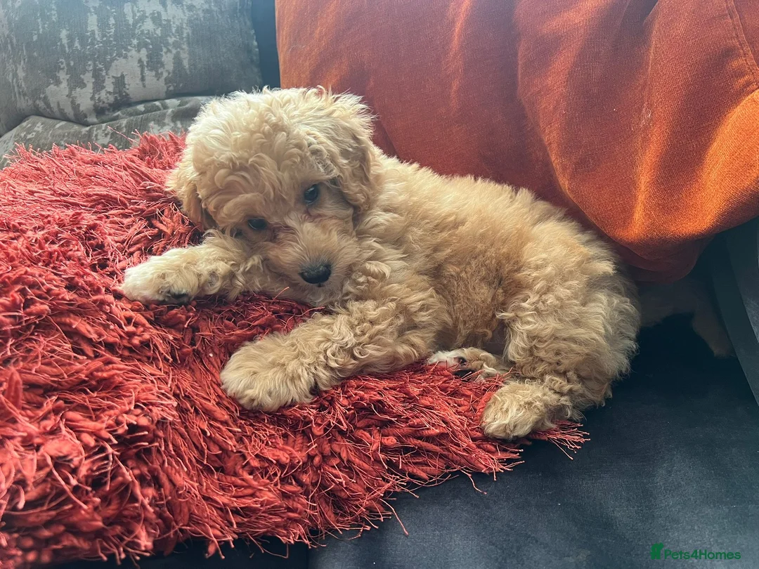 Toy Poodle dogs for sale: KC registered Toy Poodle puppies  - Advert 12