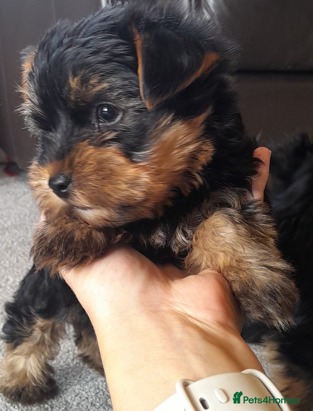 Yorkshire Terrier dogs for sale: Yorkshire terrier puppies  - Image 8