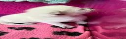 Ragdoll cats for sale: Stunning Ragdoll kittens Blue Colourpoint  - Advert 17