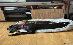 Labrador Retriever dogs for sale: Meet Tilly 💕 - Image 5
