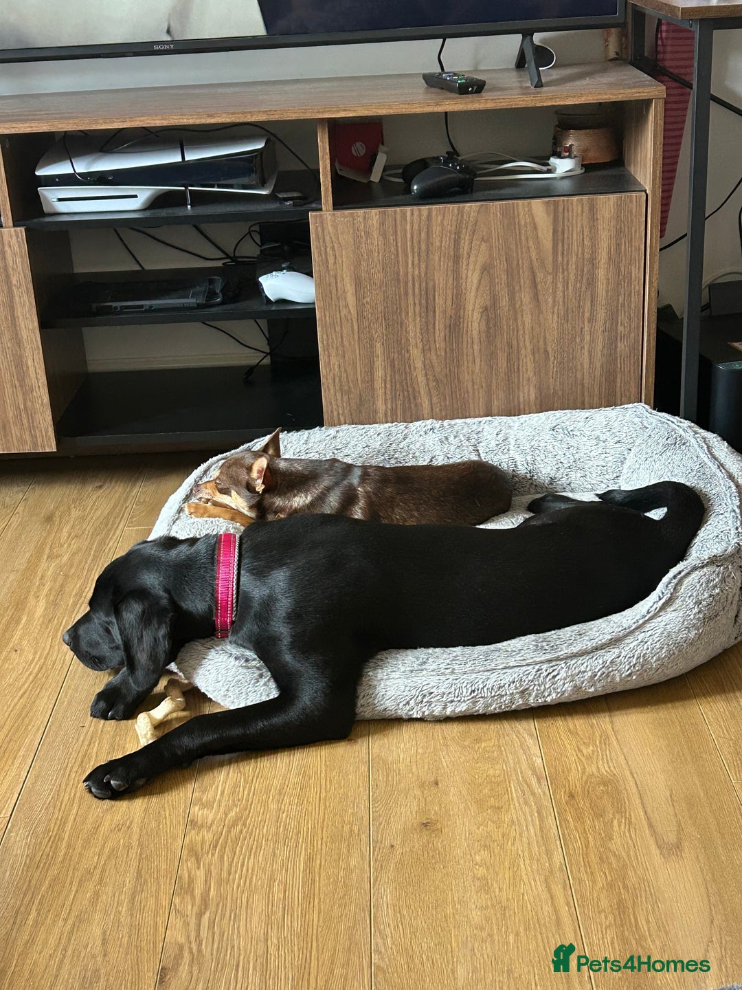 Labrador Retriever dogs for sale: Meet Tilly 💕 - Image 5