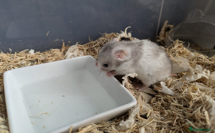 Hamster rodents - Advert 4