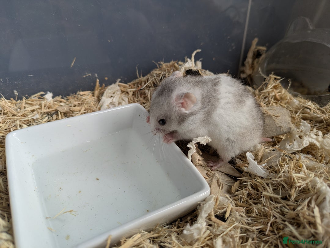 Hamster rodents for sale: Mixed Syrian hamsters - Image 1