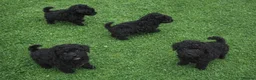 Standard Poodle dogs for sale:  Ready now KC standard poodles Health tested  - Advert 10