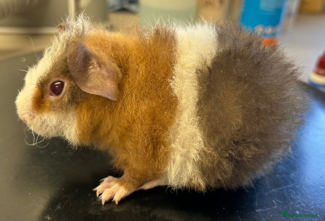 Guinea Pig rodents for sale: Teddy Guinea Pig Baby Boars - Image 11