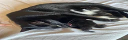 Mixed Breed cats for sale: Tux kittens - Advert 5