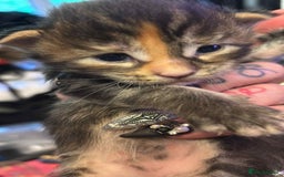 Maine Coon cats for sale: 2 X Female Tabby pure bred Maine Coon kittens  - Image 6