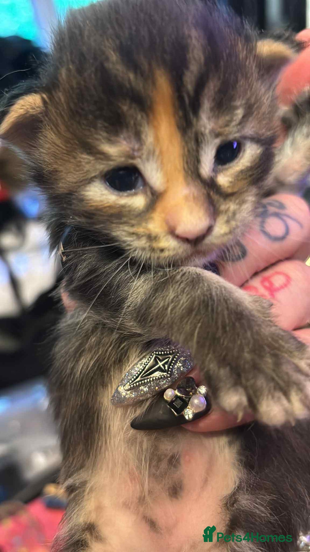 Maine Coon cats for sale: 2 X Female Tabby pure bred Maine Coon kittens  - Image 6