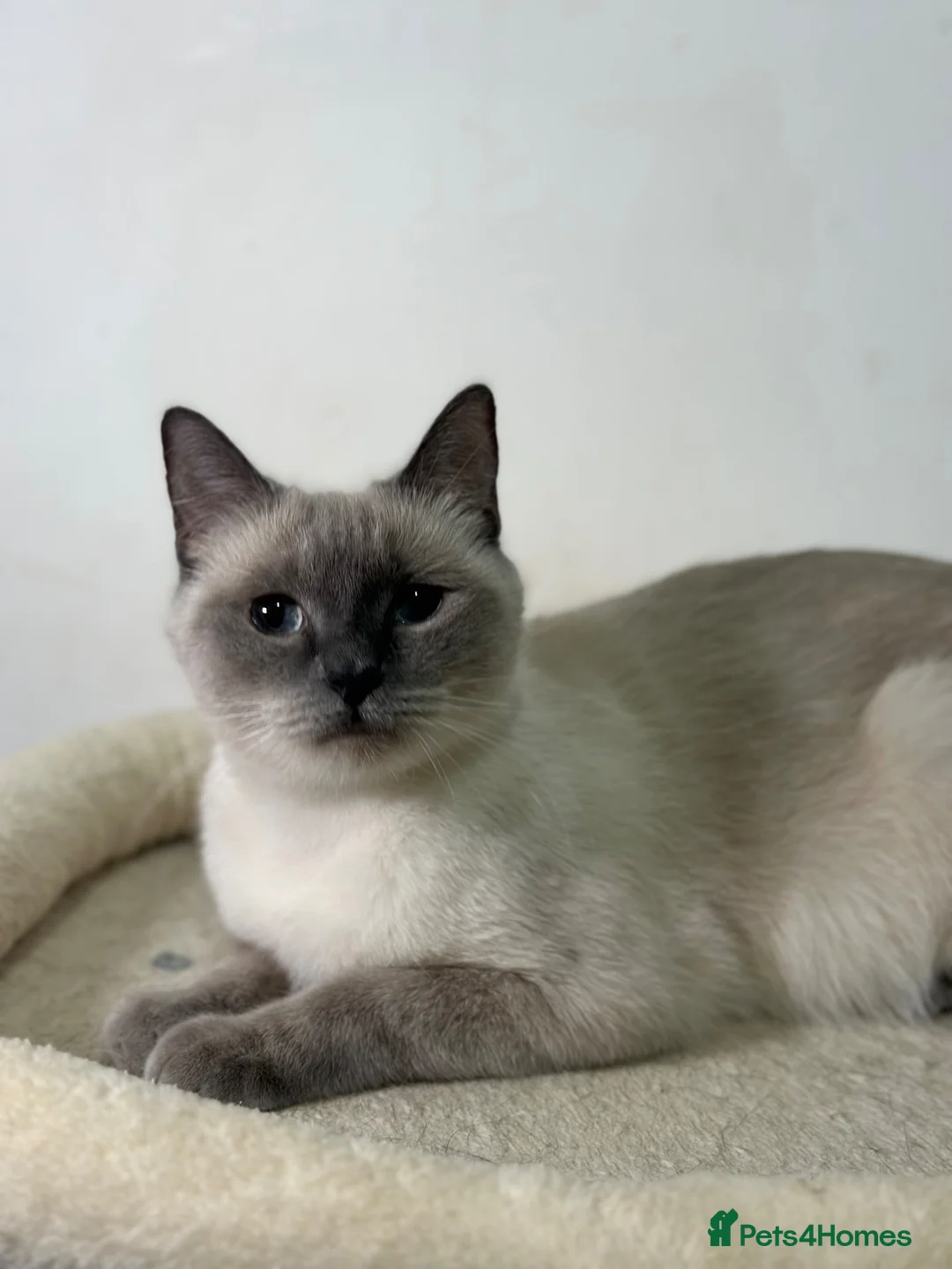 Ragdoll cats for sale: Adorable Ragdoll BSH kittens - Advert 7