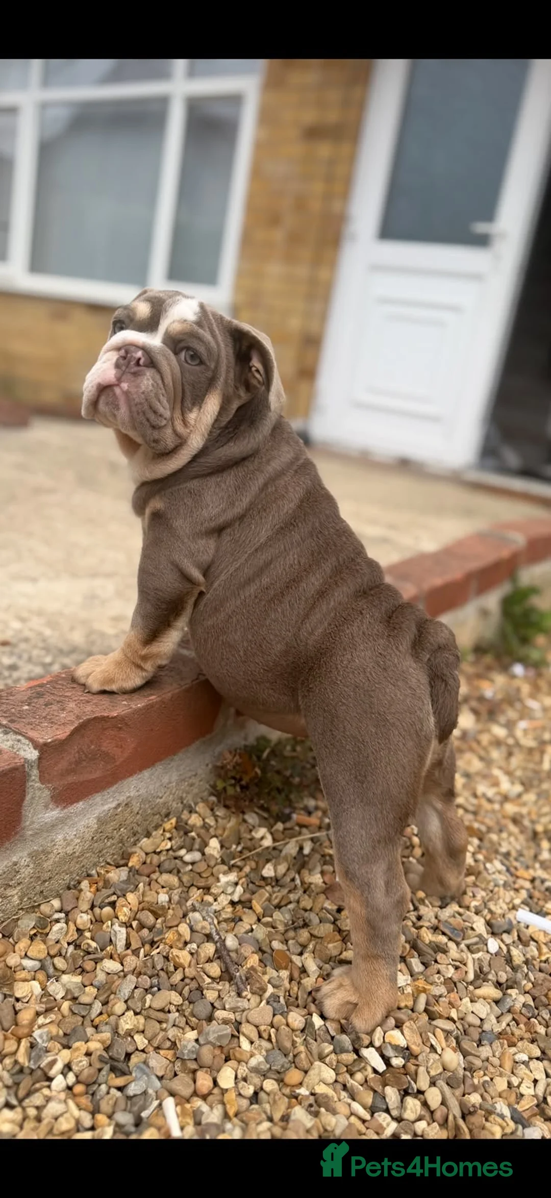 English Bulldog dogs for sale: Female English bulldog  - Advert 1