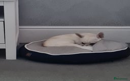 Chihuahua dogs for sale: Bear  - Image 1