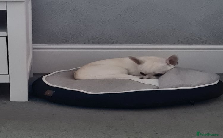 Chihuahua dogs - Advert 8