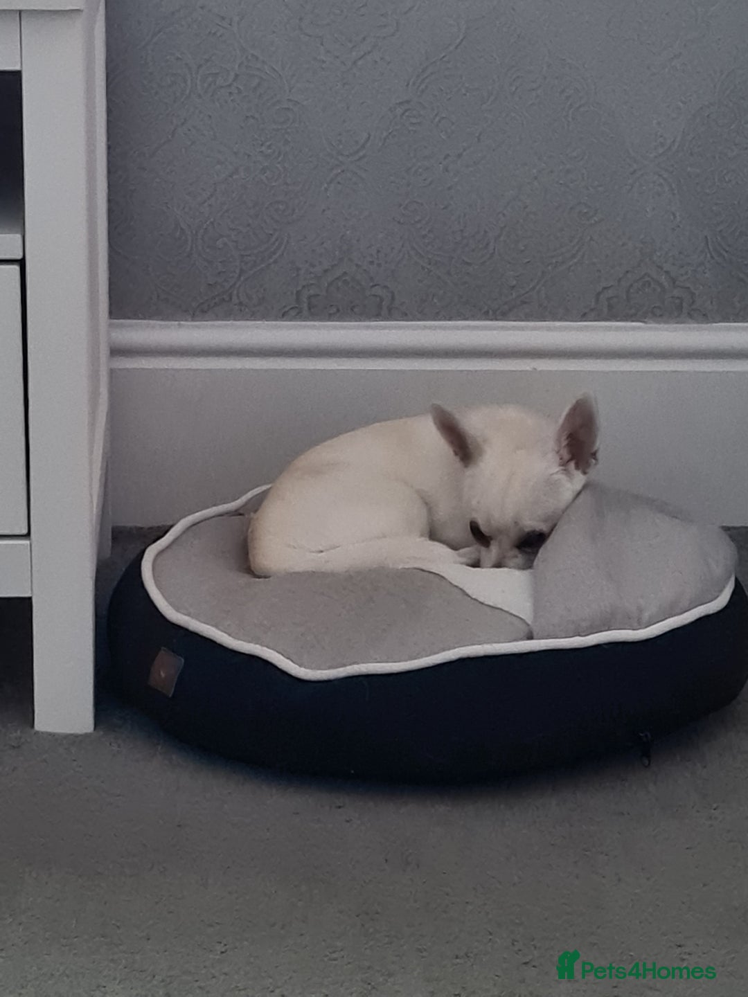 Chihuahua dogs for sale: Bear  - Image 1