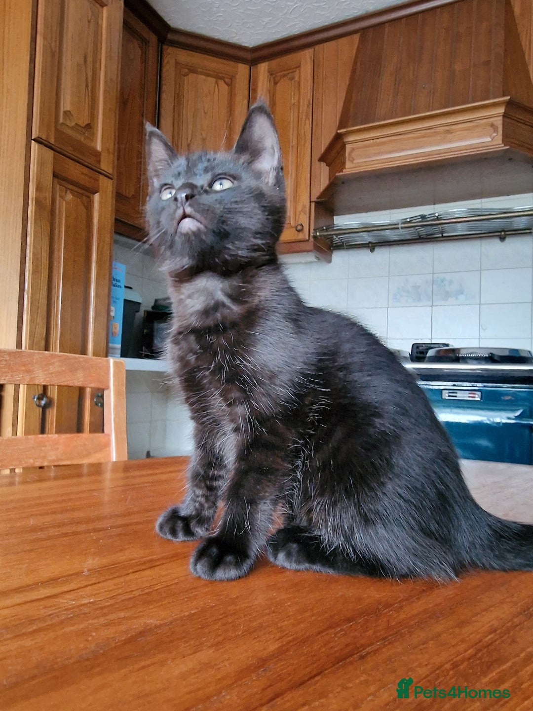 Maine Coon cats for sale: Gorgeous Maine Coon cross Bengal Kittens  - Image 17