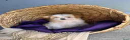 Yorkshire Terrier dogs for sale: BEAUTIFUL GOLDDUST YORKSHIRE TERRIER PUPPIES - Advert 3