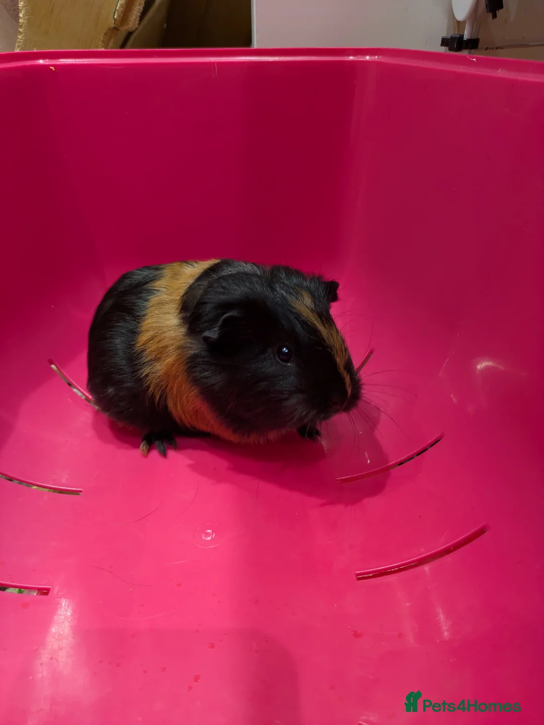 Guinea Pig rodents for sale: Guinea pigs location Dagenham Essex  - Advert 2