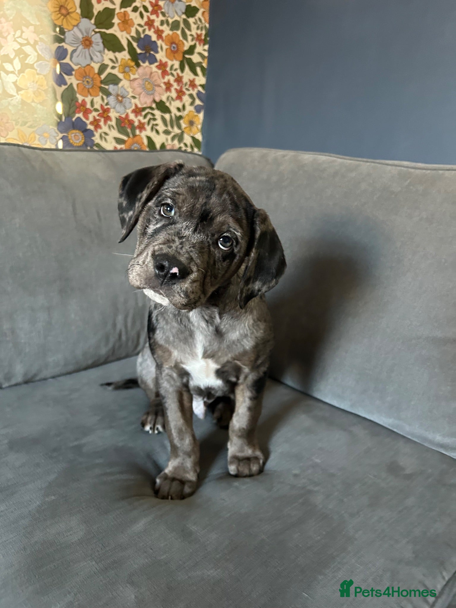 Mixed Breed dogs 4 months old Gary! - Advert 1