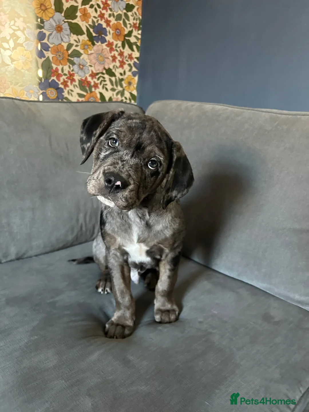 Mixed Breed dogs for sale: 4 months old Gary! in Billingham - Advert 1