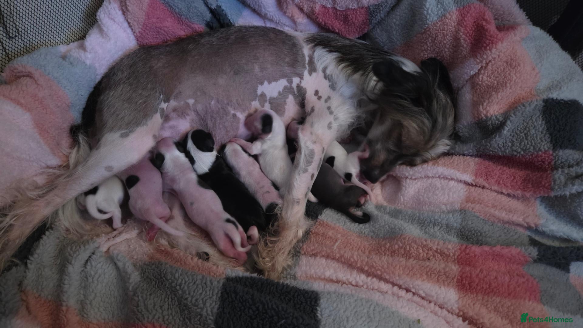 Chinese Crested dogs Rare Chinese Crested Puppies - Advert 1